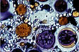 Content Image 2